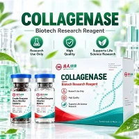 Collagenase CGE C-MAM-03 Le haghaidh Dissociation Fíochán Mamaire